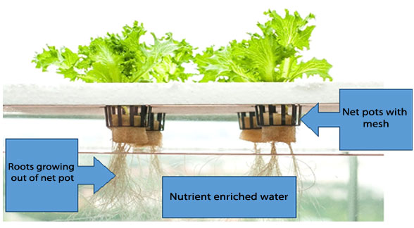 Hydroponics